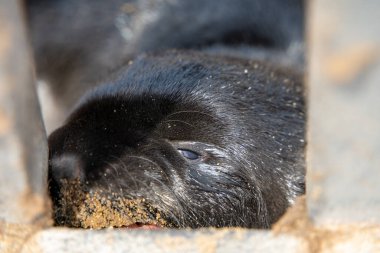 Bir grup fok, Namibya, Cape Cross Seal Reserve 'deki kumlu sahilde dinleniyor.