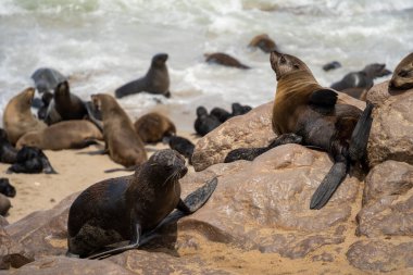 Group of seals relaxing on the sandy beach at Cape Cross Seal Reserve, Namibia