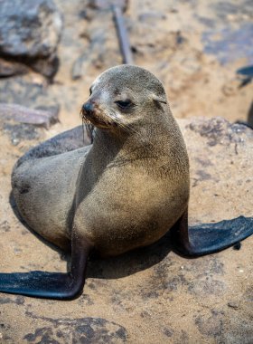 Group of seals relaxing on the sandy beach at Cape Cross Seal Reserve, Namibia