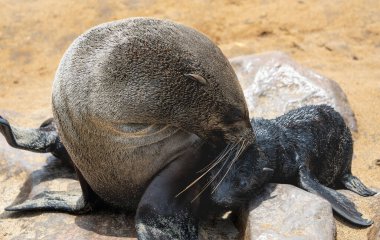 Group of seals relaxing on the sandy beach at Cape Cross Seal Reserve, Namibia