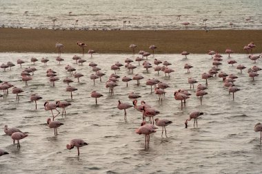 Beautiful view of tidal lagoon with flamingos near Walvis Bay city in Namibia