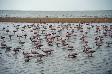 Namibya 'daki Walvis Körfezi yakınlarında flamingolu gelgit gölü çok güzel görünüyor.