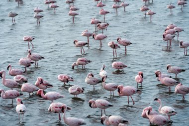 Namibya 'daki Walvis Körfezi yakınlarında flamingolu gelgit gölü çok güzel görünüyor.