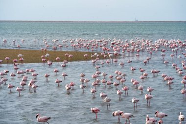 Namibya 'daki Walvis Körfezi yakınlarında flamingolu gelgit gölü çok güzel görünüyor.