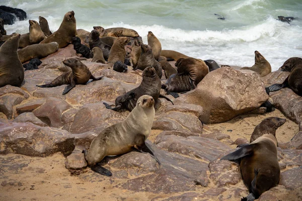 在纳米比亚海角十字海豹保护区沙滩上休息的海豹群 — 图库照片