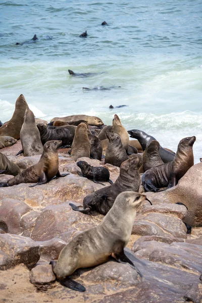 Group Seals Relaxing Sandy Beach Cape Cross Seal Reserve Namibia — Stok fotoğraf