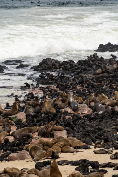 Grupa Fok Relaksujących Piaszczystej Plaży Cape Cross Seal Reserve Namibia — Zdjęcie stockowe