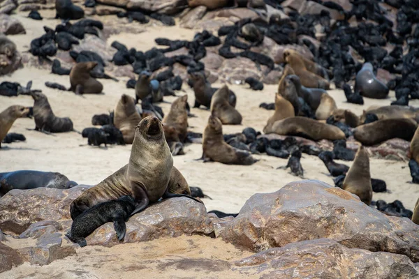 Group Seals Relaxing Sandy Beach Cape Cross Seal Reserve Namibia — Foto Stock