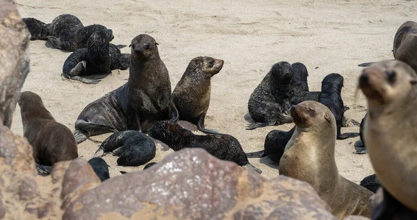 Group Seals Relaxing Sandy Beach Cape Cross Seal Reserve Namibia — Fotografia de Stock