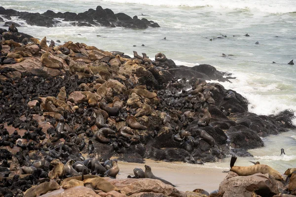 Group Seals Relaxing Sandy Beach Cape Cross Seal Reserve Namibia — Stok fotoğraf
