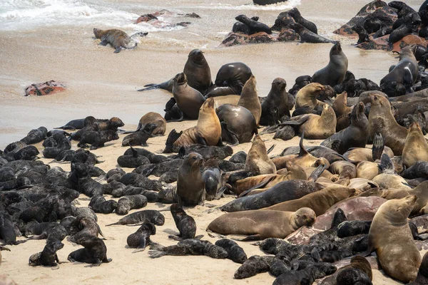 Group Seals Relaxing Sandy Beach Cape Cross Seal Reserve Namibia — Stock Photo, Image