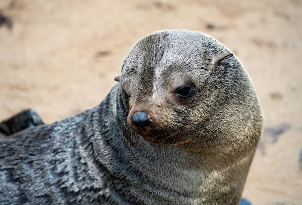 Grupp Sälar Som Kopplar Sandstranden Vid Cape Cross Seal Reserve — Stockfoto