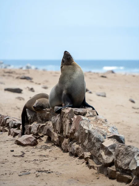 Grupp Sälar Som Kopplar Sandstranden Vid Cape Cross Seal Reserve — Stockfoto