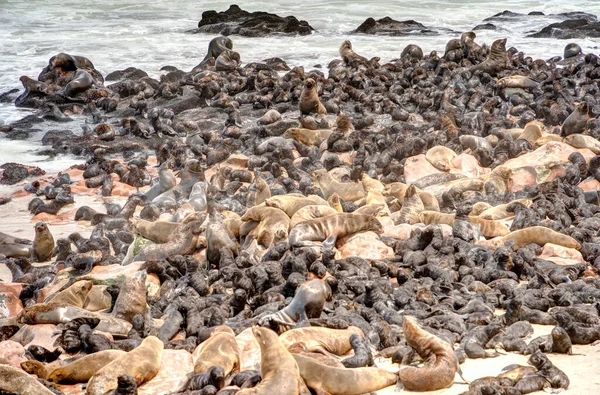 Group Seals Relaxing Sandy Beach Cape Cross Seal Reserve Namibia — 图库照片
