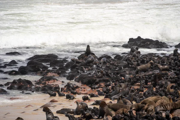 Group Seals Relaxing Sandy Beach Cape Cross Seal Reserve Namibia — Stock Photo, Image