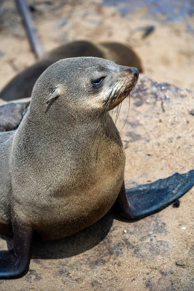 Stock image Group of seals relaxing on the sandy beach at Cape Cross Seal Reserve, Namibia