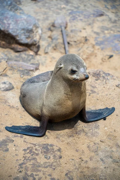 stock image Group of seals relaxing on the sandy beach at Cape Cross Seal Reserve, Namibia