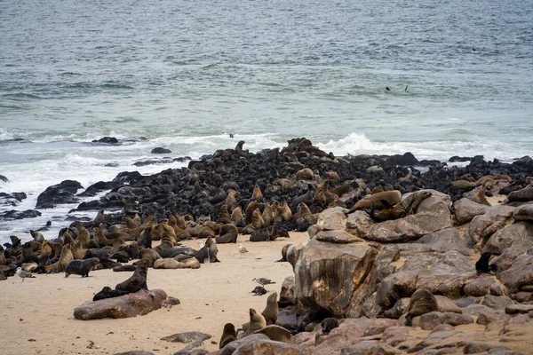 Group Seals Relaxing Sandy Beach Cape Cross Seal Reserve Namibia — 图库照片