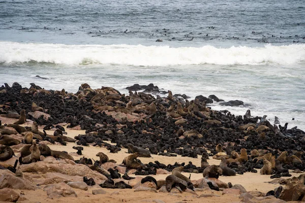Group Seals Relaxing Sandy Beach Cape Cross Seal Reserve Namibia — Foto de Stock
