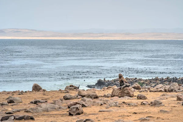Bir Grup Fok Namibya Cape Cross Seal Reserve Deki Kumlu — Stok fotoğraf