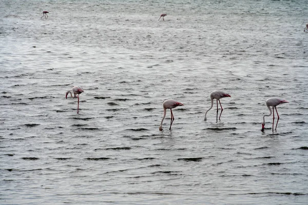 Beautiful View Tidal Lagoon Flamingos Walvis Bay City Namibia — kuvapankkivalokuva