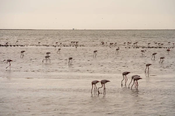 Beautiful View Tidal Lagoon Flamingos Walvis Bay City Namibia — Stock Photo, Image
