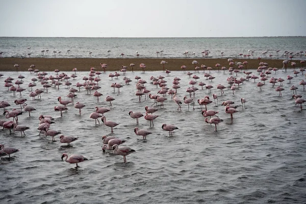 Vacker Utsikt Över Tidvattenlagunen Med Flamingos Nära Walvis Bay Stad — Stockfoto