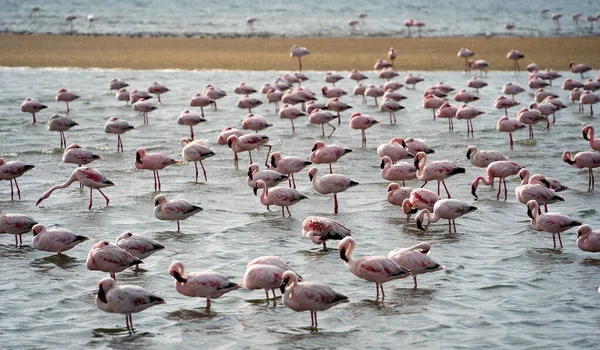 Beautiful View Tidal Lagoon Flamingos Walvis Bay City Namibia — Foto de Stock