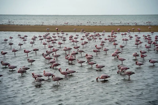 Beautiful View Tidal Lagoon Flamingos Walvis Bay City Namibia — Stock Photo, Image