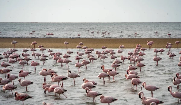 Beautiful View Tidal Lagoon Flamingos Walvis Bay City Namibia — Zdjęcie stockowe
