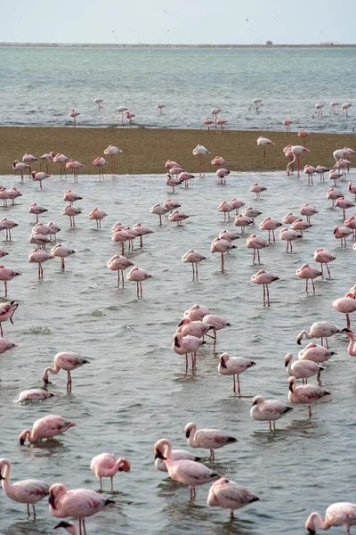Beautiful View Tidal Lagoon Flamingos Walvis Bay City Namibia — Stockfoto