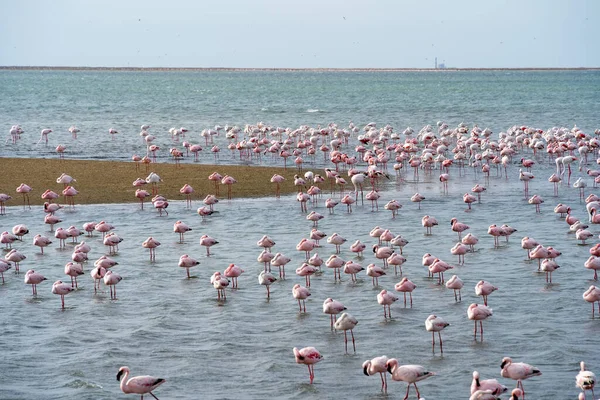 Beautiful View Tidal Lagoon Flamingos Walvis Bay City Namibia — Stockfoto