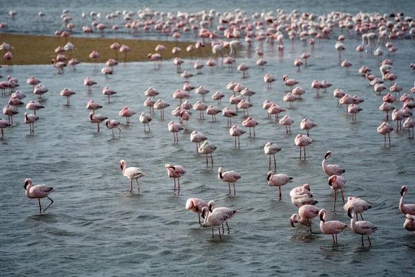 Beautiful View Tidal Lagoon Flamingos Walvis Bay City Namibia — Zdjęcie stockowe