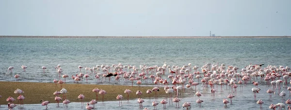 Vacker Utsikt Över Tidvattenlagunen Med Flamingos Nära Walvis Bay Stad — Stockfoto