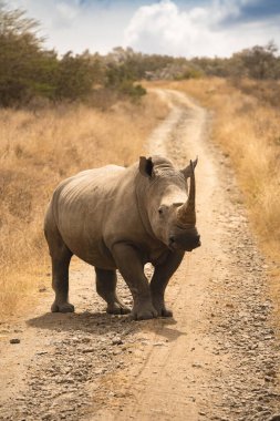Beyaz bir gergedan ya da gergedan Afrika 'daki tozlu açık arazide kalıyor.