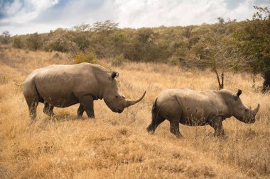 Beyaz gergedanlar ya da gergedanlar Afrika Kenya 'da tarlada otluyor.