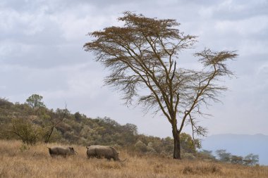 Beyaz gergedanlar ya da gergedanlar Afrika Kenya 'da tarlada otluyor.