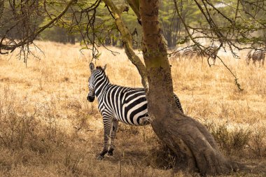 Kenya Nakuru Gölü yakınlarında otlayan zebra sürüsü.