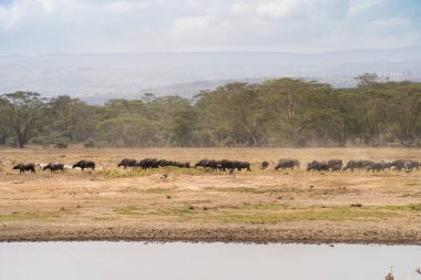 Kenya Nakuru Gölü Milli Parkı 'nda Afrika bufalosu sürüsü