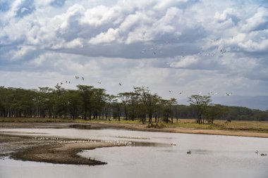 Kenya 'daki Nakuru Gölü' nün havadan görünüşü