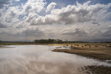 Kenya Nakuru Gölü Milli Parkı 'nda Afrika bufalosu sürüsü