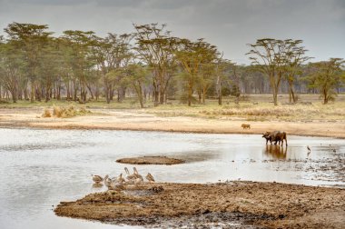 Kenya Nakuru Gölü Milli Parkı 'nda Afrika bufalosu sürüsü
