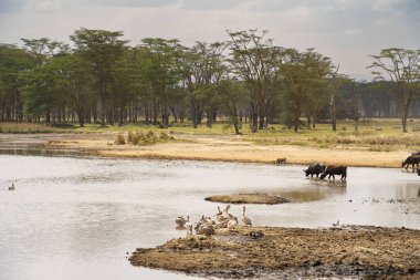 Kenya Nakuru Gölü Milli Parkı 'nda Afrika bufalosu sürüsü