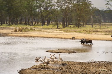 Kenya Nakuru Gölü Milli Parkı 'nda Afrika bufalosu sürüsü