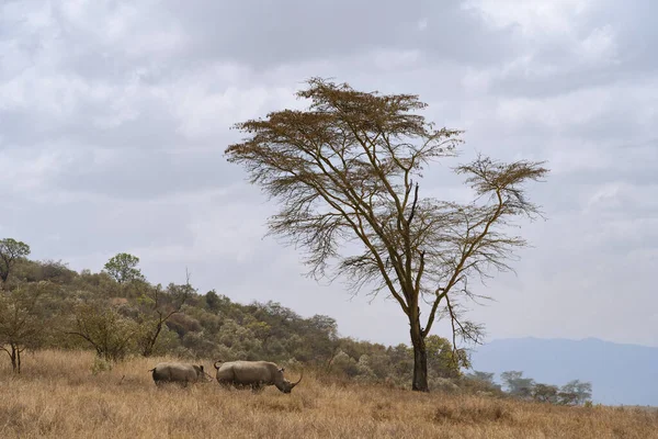 White Rhinos Rhinoceroses Grazing Field African Kenya — Stock Photo, Image