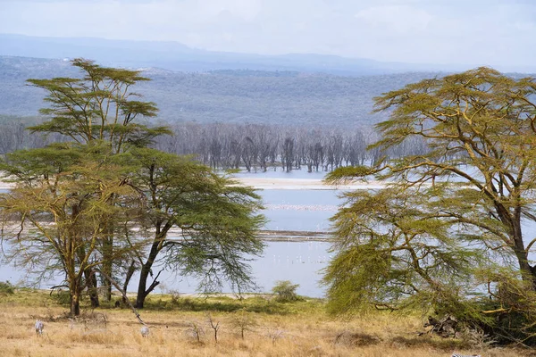 Letecký Pohled Malebné Jezero Nakuru Keni — Stock fotografie