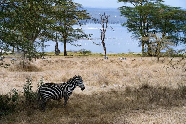 Zebracsorda Legeltetés Nakuru Közelében Kenyában — Stock Fotó