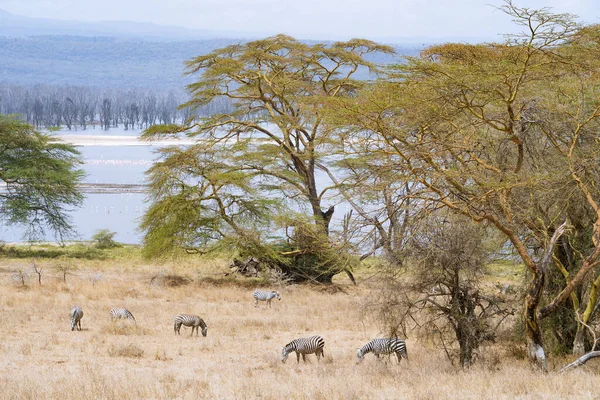 ケニアのナクル湖近くのシマウマの放牧の群れ — ストック写真