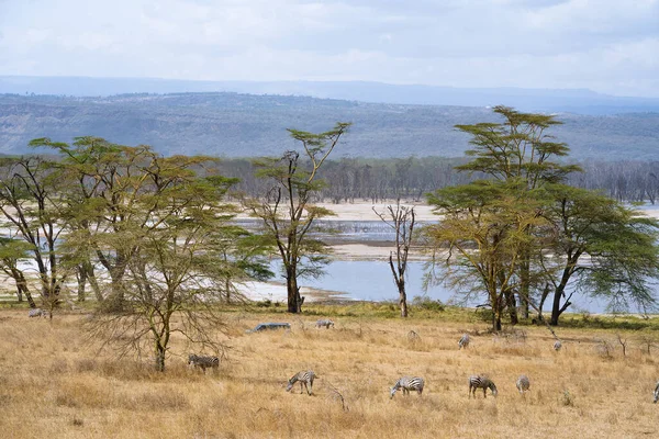 stock image herd of zebras grazing near Lake Nakuru, Kenya