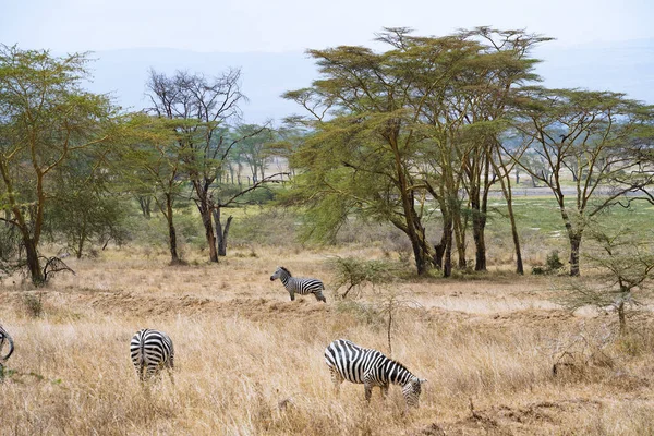 Kenya Nakuru Gölü Yakınlarında Otlayan Zebra Sürüsü — Stok fotoğraf
